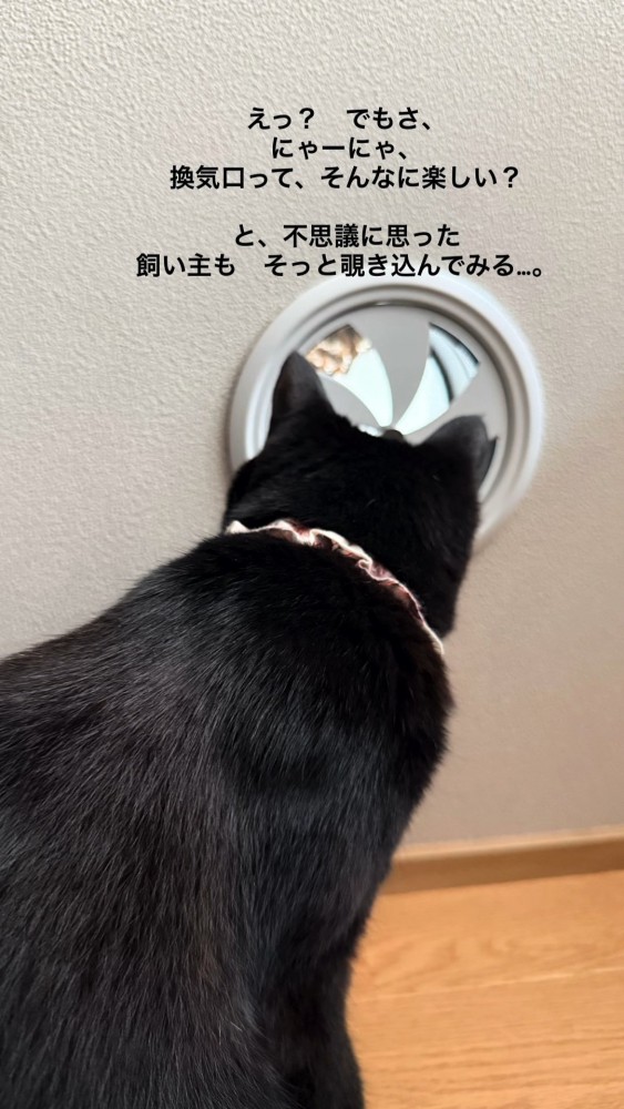 換気口をのぞき込む猫