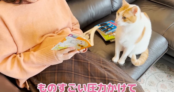 座っている猫