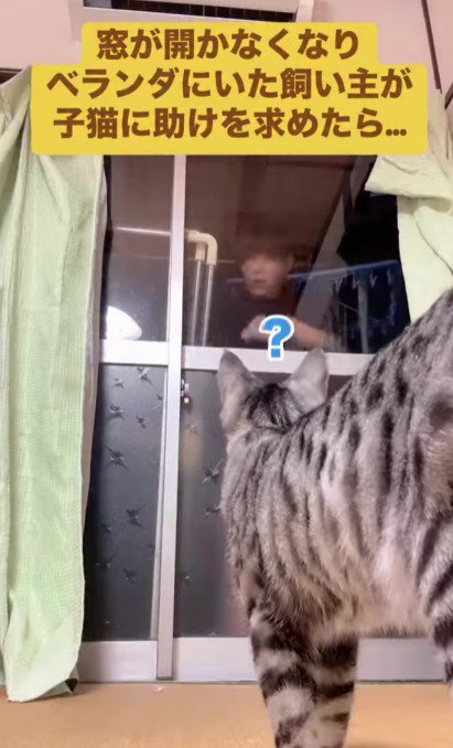 ベランダにいる飼い主と部屋にいる猫