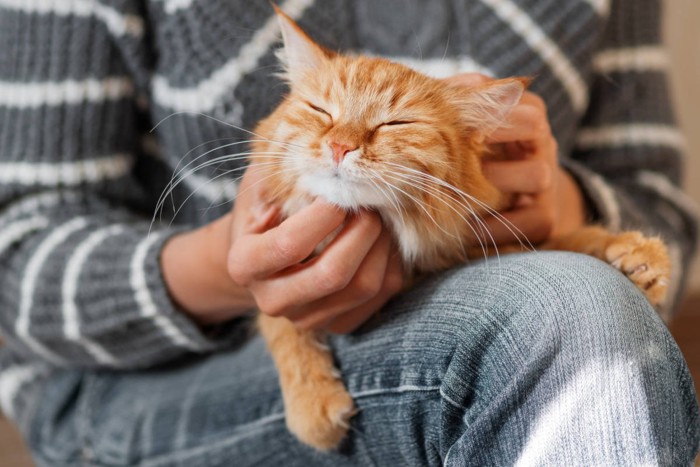 女性の膝で甘える猫
