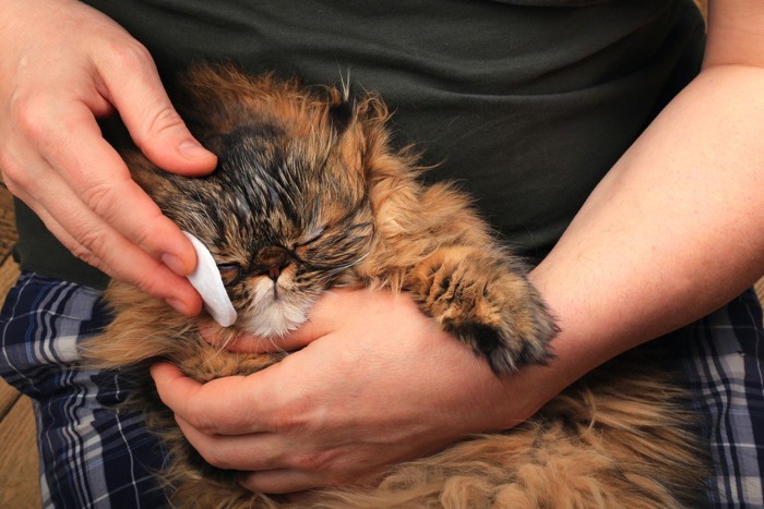 嫌がる猫