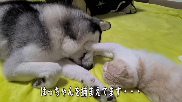 犬の顔を前足で押さえる猫