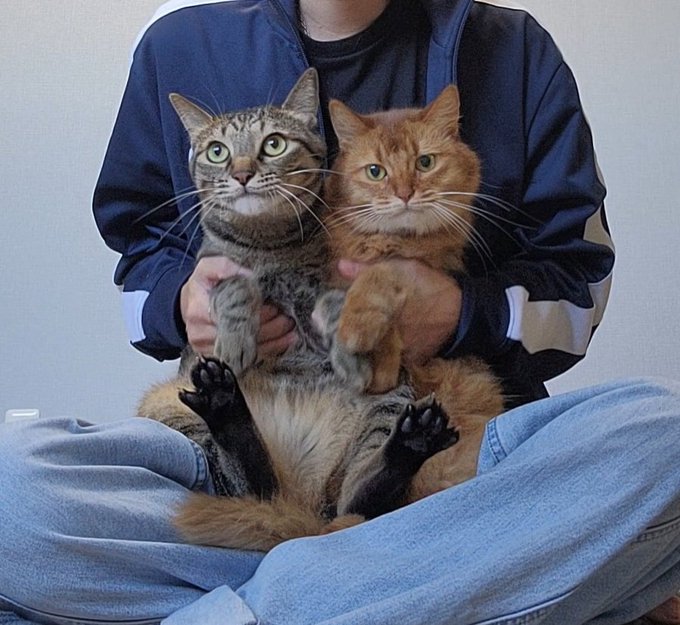 飼い主さんに抱かれるキジトラ猫と茶柄のソマリ