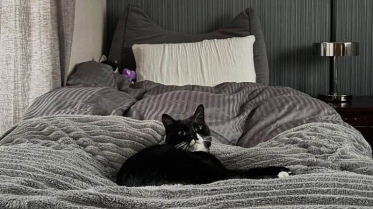 ベッドで眠る猫