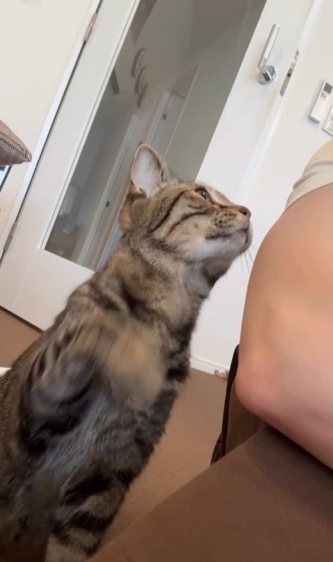 人を見上げている猫