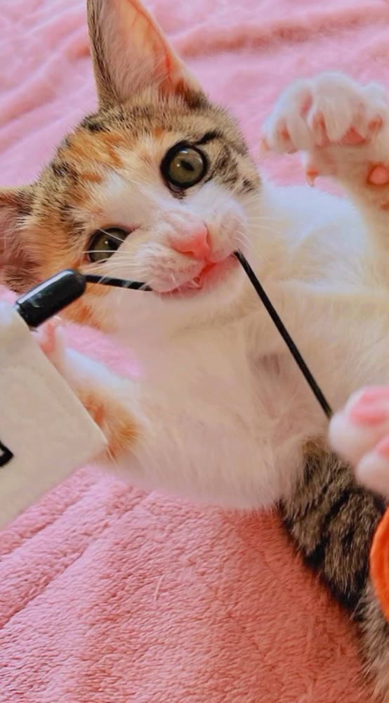 コードをかじる子猫