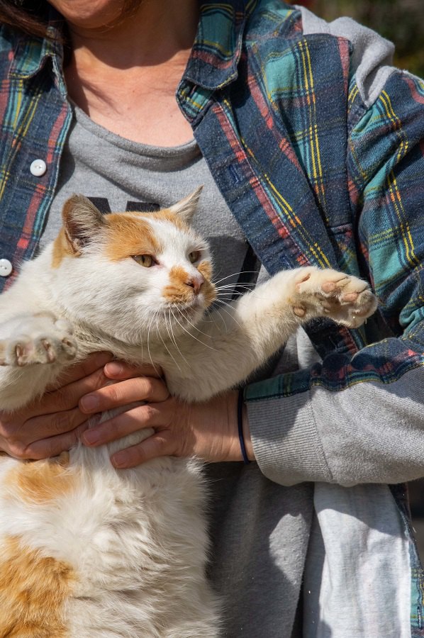 抱っこ嫌いな猫