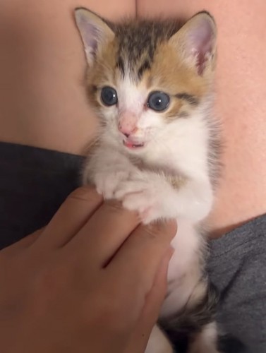 人のひざの上で遊ぶ子猫