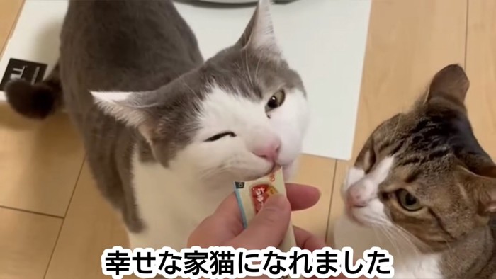 おやつを食べる2匹の猫