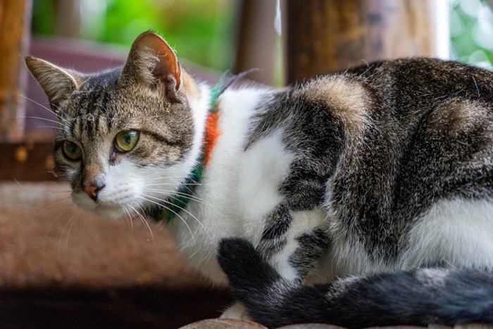 ジッと座る猫