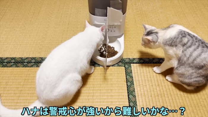 性格の違いが出る猫たち