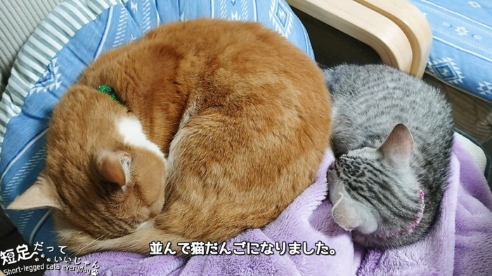 丸くなって並んで寝る2匹の猫