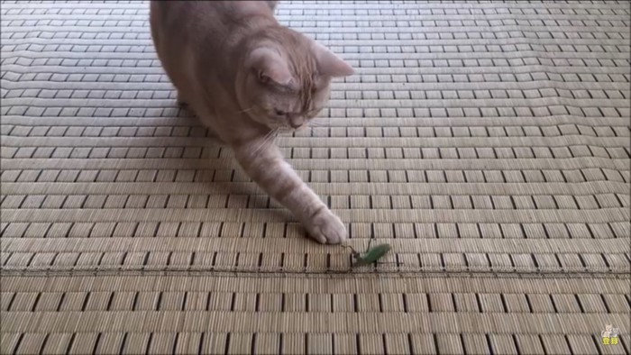 カマキリが家にはいる