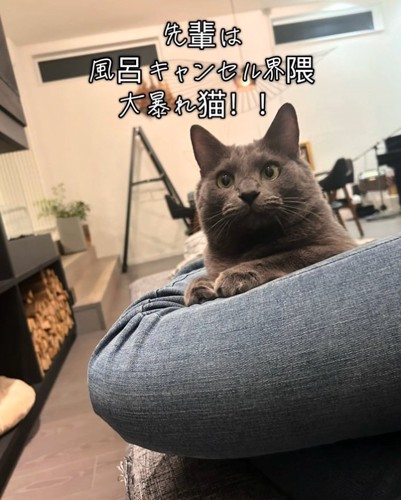 ソファに座るソルトちゃん
