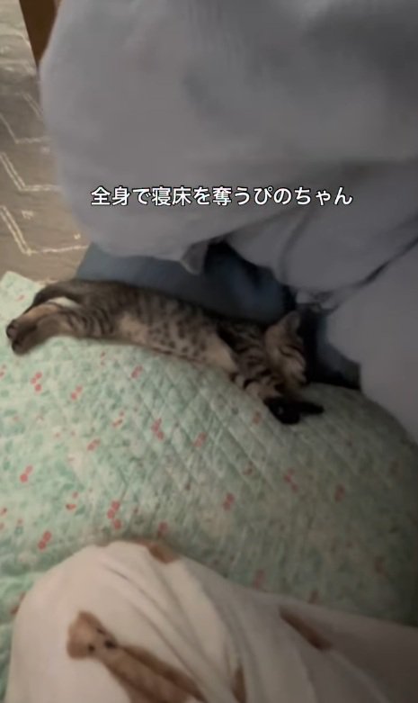 寝る子猫