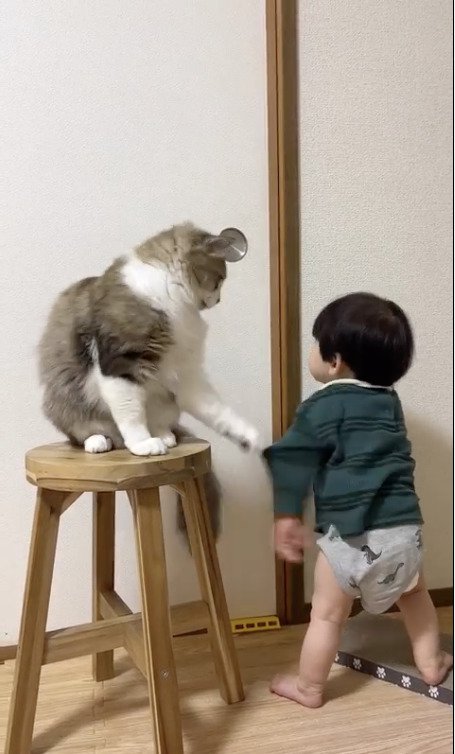 子供の振る腕を掴む猫