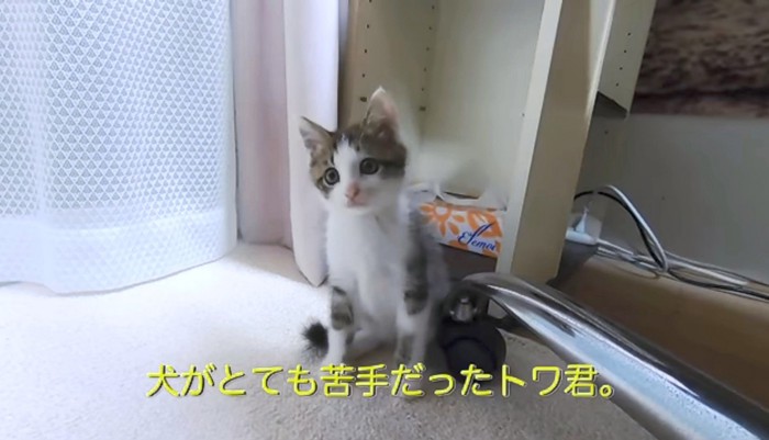 犬が苦手な子猫のトワくん