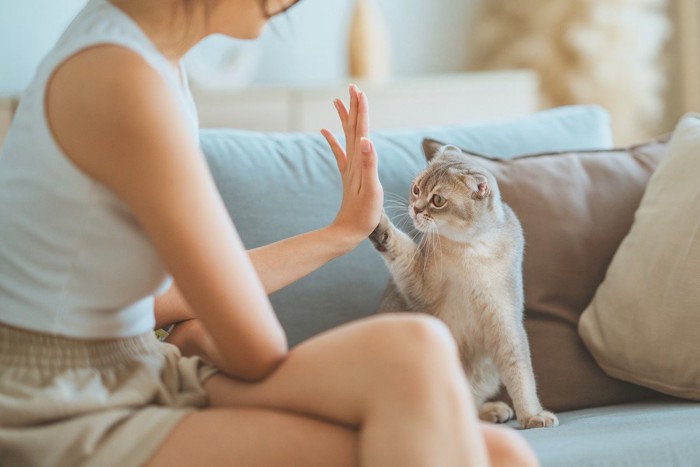 女性と手を合わせる猫