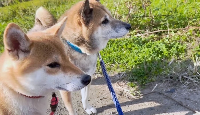 のんびり黄昏れる柴犬たち