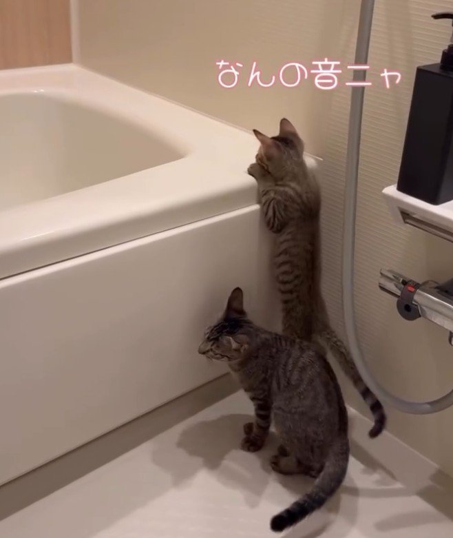 「なんの音ニャ」と書かれた写真