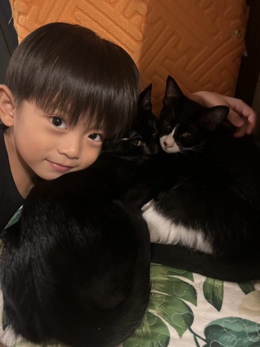 2匹の猫に顔を近づける子ども