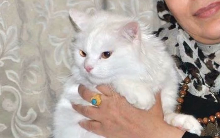 指輪をした女性と白猫
