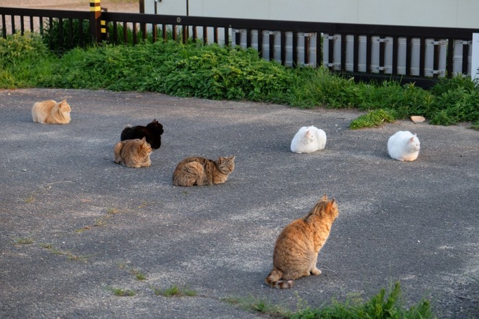 猫の集会