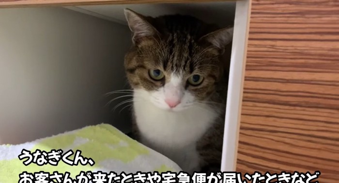 引き出しの奥の猫