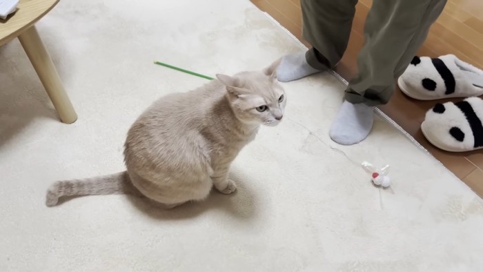 立つ人の足元に座る猫