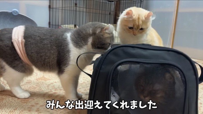 ペットキャリーに集まる猫たち