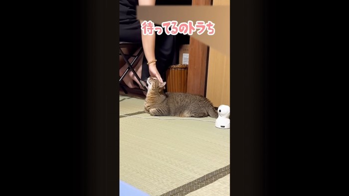 テロップ「待ってるのトラち」