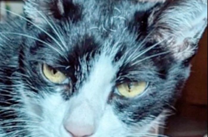 猫の目