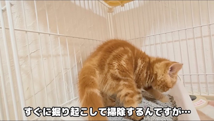 猫砂をかけてうんちを隠す茶トラ猫