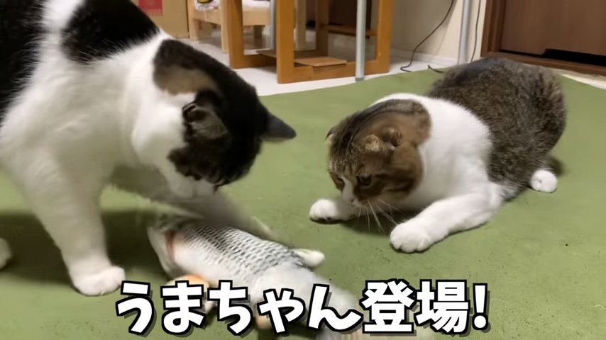 魚のおもちゃを見る2匹の猫