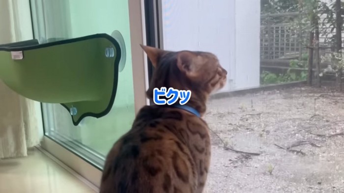 外を見る猫の後ろ姿