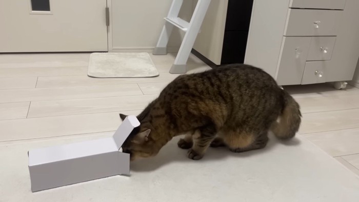 箱を覗いて