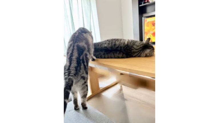 室内にいる猫