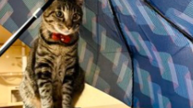 室内にいる猫