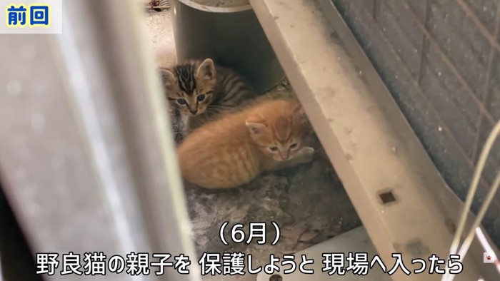 テロップ「野良猫の親子を～」