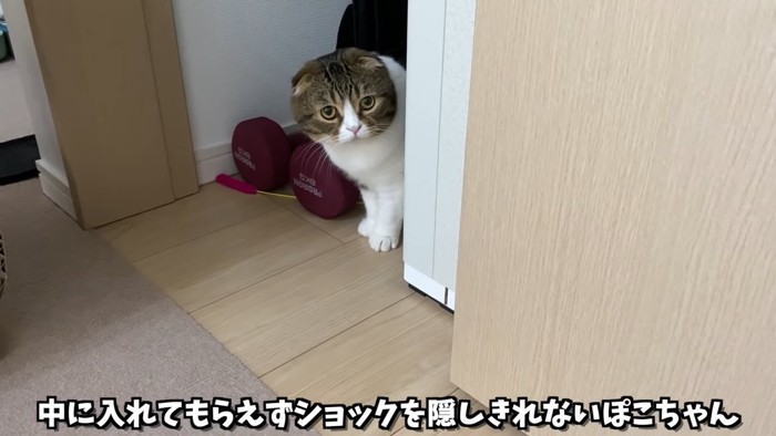 顔を出す猫