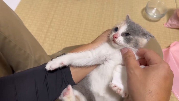 仰向けの三毛ちゃん