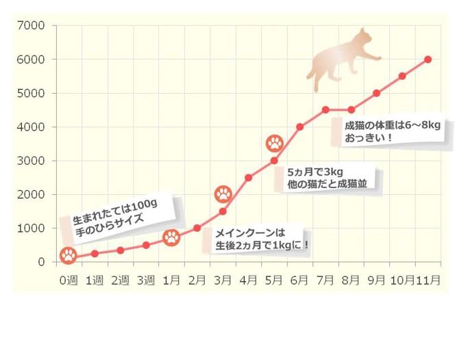 メインクーンの体重推移