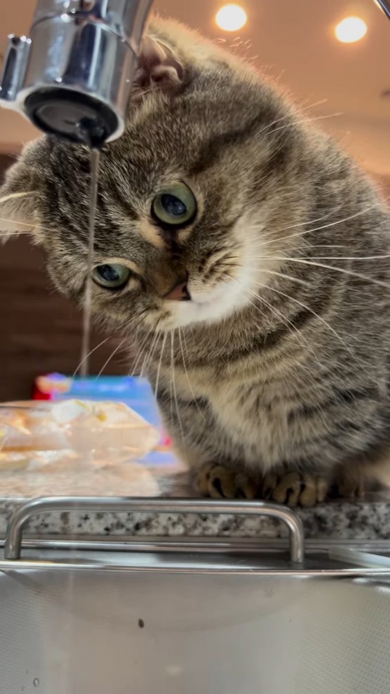 細くなった水を見る猫
