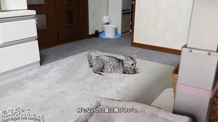 お尻を上げている猫