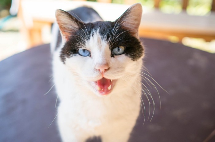 猫に話しかける男性