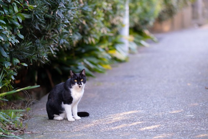 野良猫