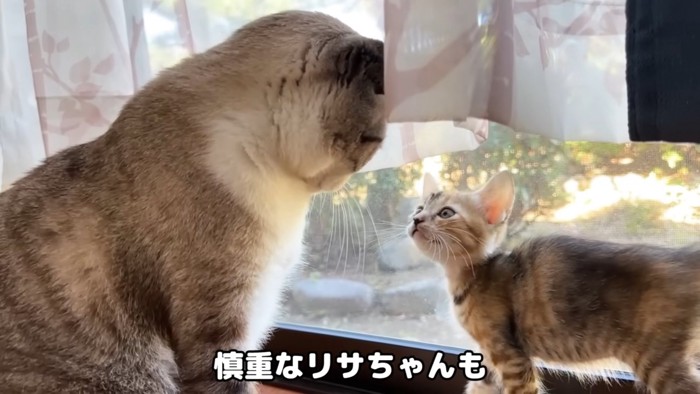 成猫の顔を見る子猫