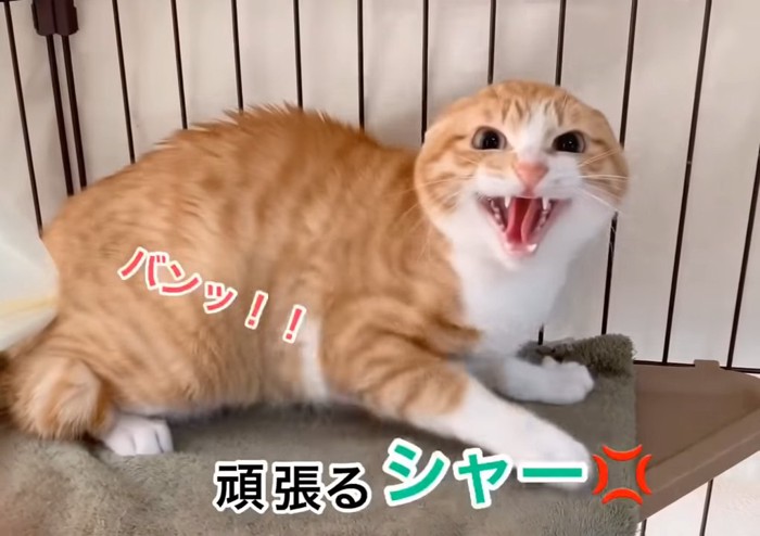 耳を倒して威嚇する猫