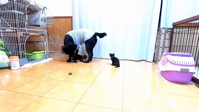 子猫を見る犬