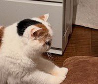 椅子に前足を乗せている猫